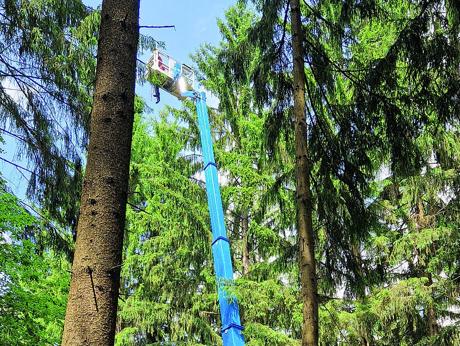 Hubarbeitsbühne im Einsatz zwischen hohen Bäumen